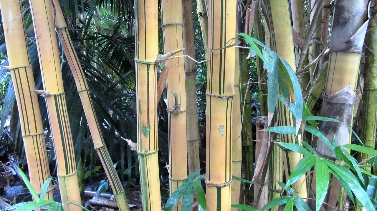 The Benefits of Bamboo in Sustainable Living